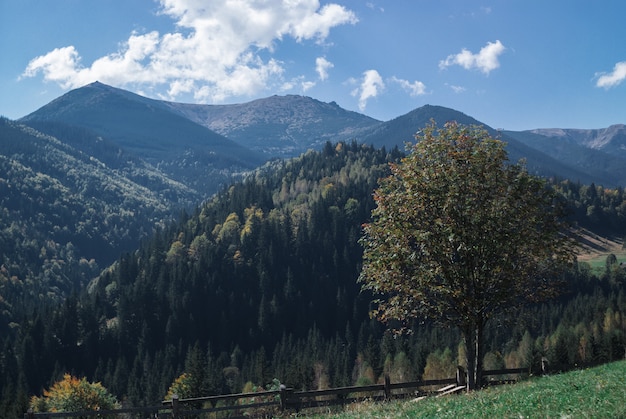 Die Berge an einem sonnigen Tag mit Wolken und Nadelwald. Landschaft