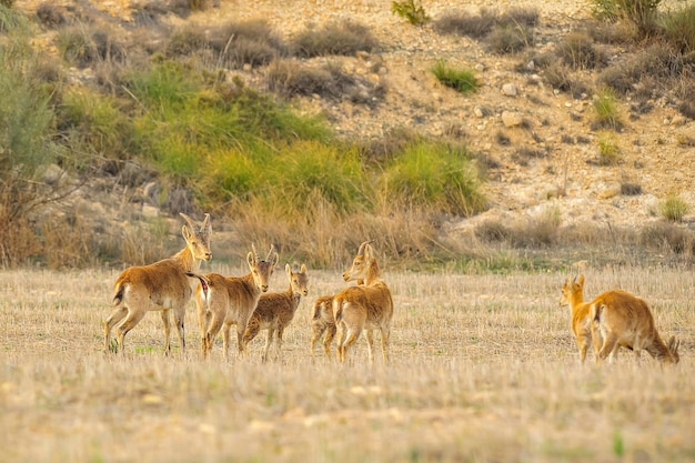 Die Bergziege oder der iberische Steinbock ist eine der Hornträgerarten der Gattung Capra