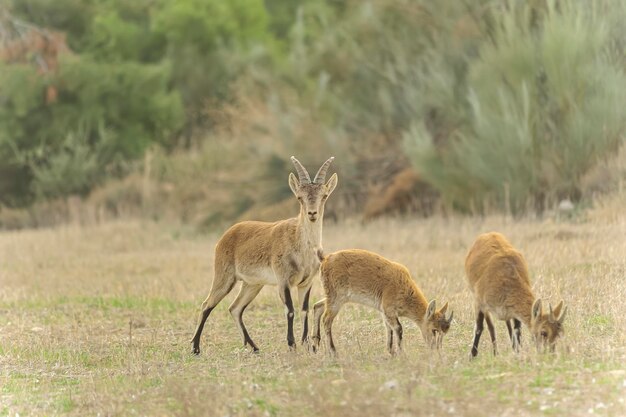 Die Bergziege oder der iberische Steinbock ist eine der Hornträgerarten der Gattung Capra