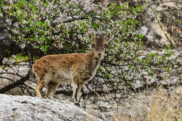 Die Bergziege oder der iberische Steinbock ist eine der Hornträgerarten der Gattung Capra