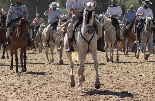 Die Übertragung von Stuten ist ein Viehzuchtereignis in El Rocio Huelva, Spanien. Auf Spanisch heißt es Saca de Yeguas