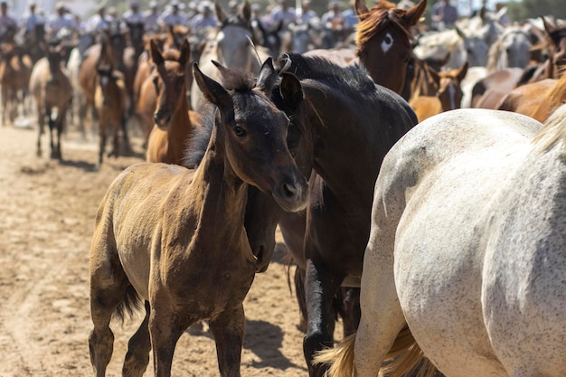 Die Übertragung von Stuten ist ein Viehzuchtereignis in El Rocio Huelva, Spanien. Auf Spanisch heißt es Saca de Yeguas