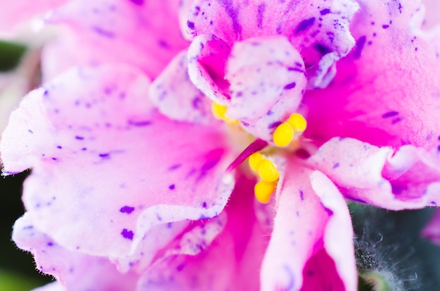 Die Beschaffenheit des schönen Blumen-Abschlusses oben.