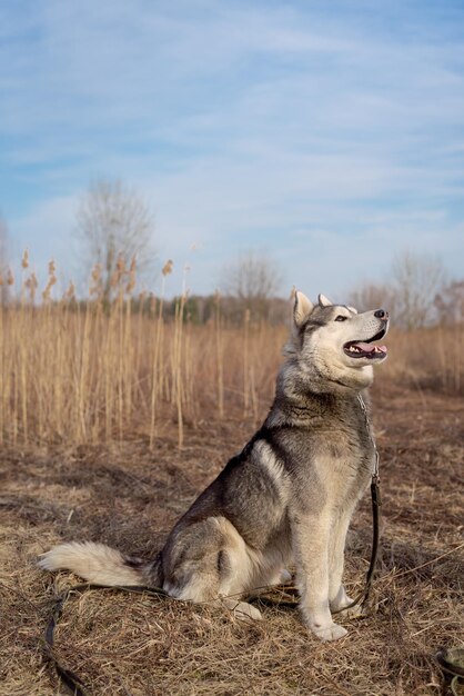 Foto die besitzerin und ihr gehorsamer hund husky folgen dem befehl, sich hinzulegen