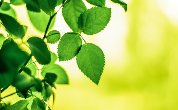 Die beste Zeit, um einen Baum zu pflanzen, ist jetzt