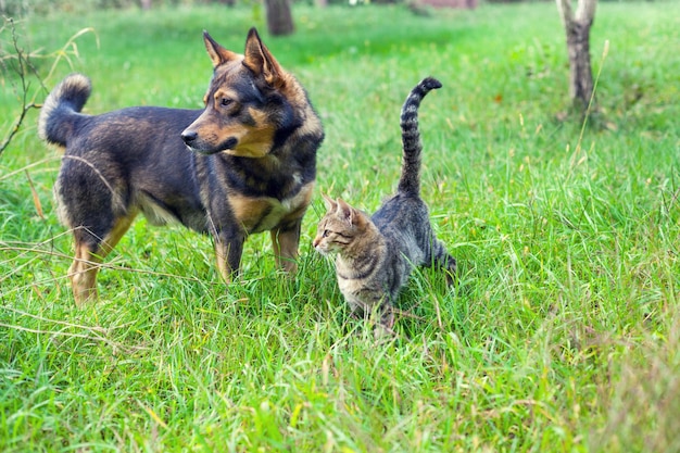 Die besten Freunde von Hund und Katze gehen zusammen im Freien auf dem Rasen spazieren