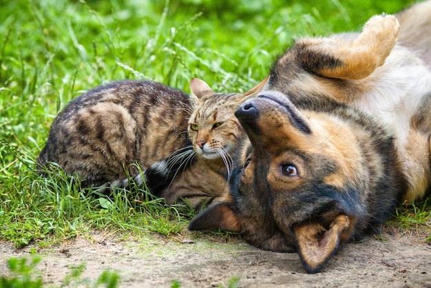 Die besten Freunde von Hund und Katze spielen zusammen im Freien Zusammen auf dem Rücken liegend