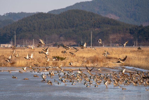 Die Bewegung der Gachang-Enten, einem Zugvogel Südkoreas