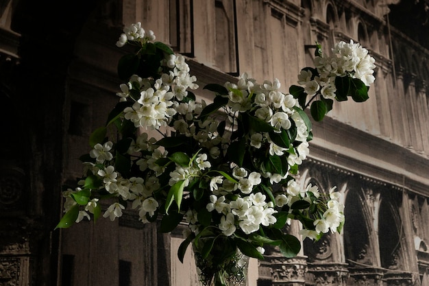 die bezaubernde Schönheit heimischer Blumen in den Sonnenstrahlen