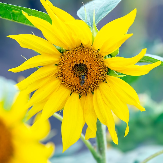 Die Biene, die die Blume einer Sonnenblumen-Nahaufnahme bestäubt. Botanik und Vegetation