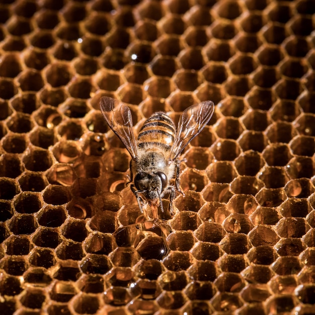 Die Biene ist auf der Bienenwabe.