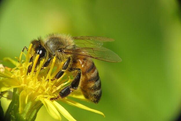 Die Biene ist die Blume, die im Makro fotografiert. Die Details werden für alle sichtbar.