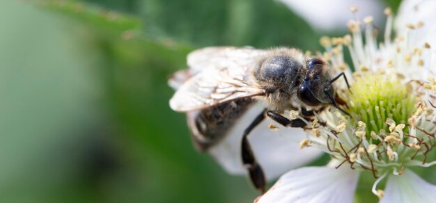 Die Biene sammelt Honig auf einer Brombeerblüte