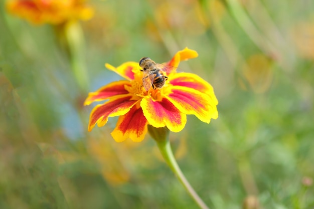 Die Biene sammelt Pollen, um Honig zu produzieren