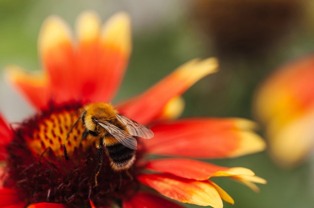 Die Biene sitzt auf einem roten Blumenabschluß oben