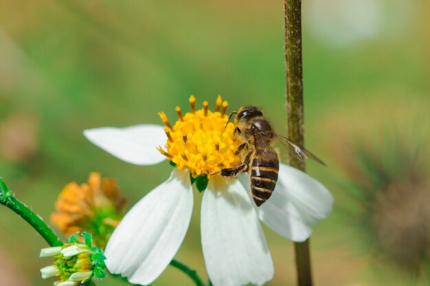 Die Bienen sind auf Bidens pilosa