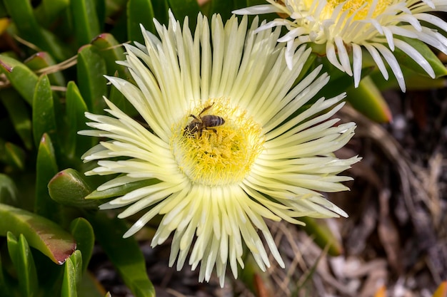 Die Bienenpflanze Sukkulente Carpobrotus acinaciformis Nahaufnahme