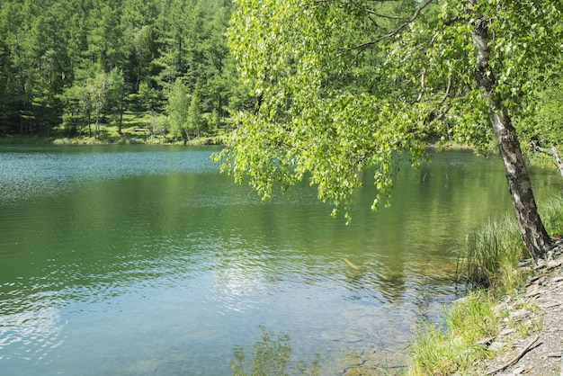 Die Birke beugte sich zum Wasser