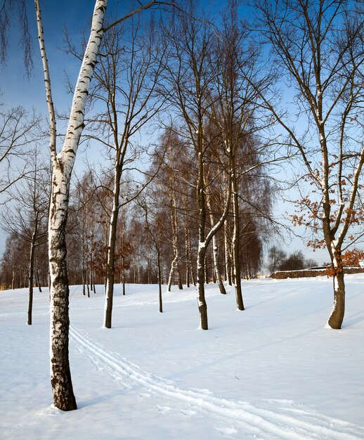 Die Birken wachsen im Park in einer Wintersaison