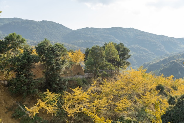 Die Blätter der Ginkgobäume am Hang färben sich im Herbst gelb