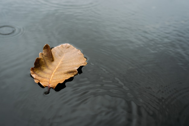 Die Blätter schweben auf dem Wasser