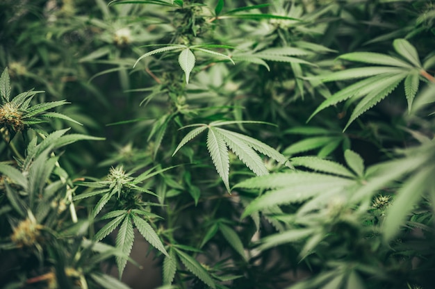 Die Blätter und Blüten von Cannabis