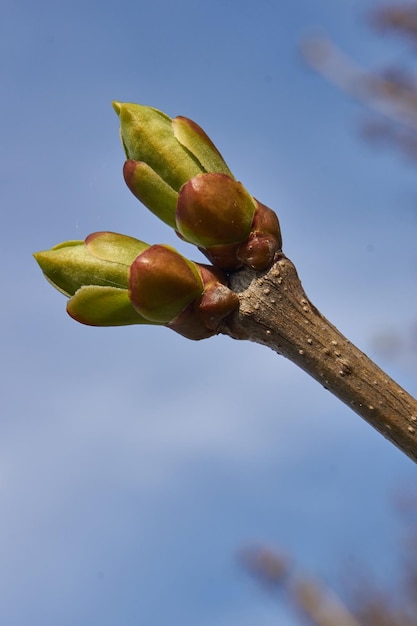 Die Blattknospen des Flieders blühen und junge Blätter erscheinen im Frühling