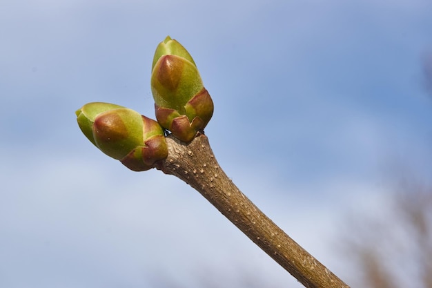 Die Blattknospen des Flieders blühen und junge Blätter erscheinen im Frühling