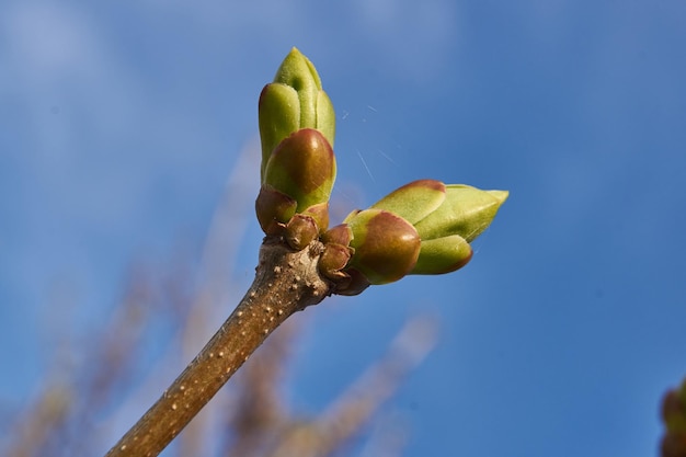 Die Blattknospen des Flieders blühen und junge Blätter erscheinen im Frühling