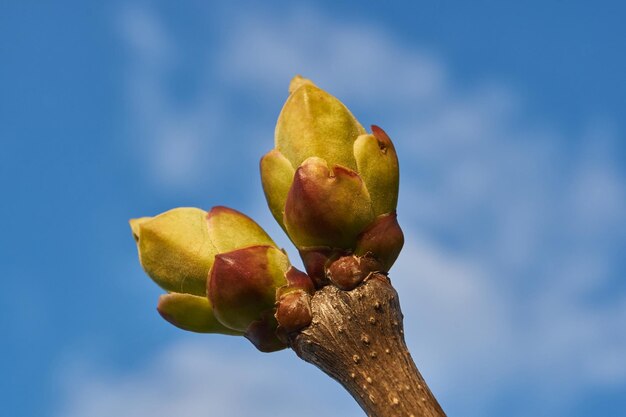 Die Blattknospen des Flieders (lat. Syringa vulgaris) blühen und junge Blätter erscheinen. Frühling.