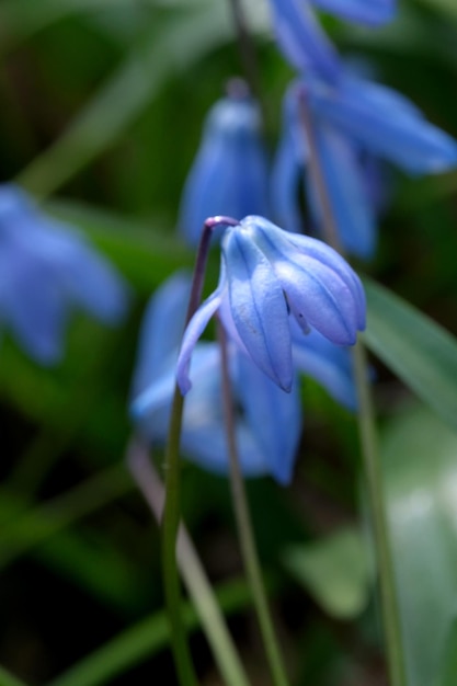 Die blaue Schneeglöckchen-Glockenblume