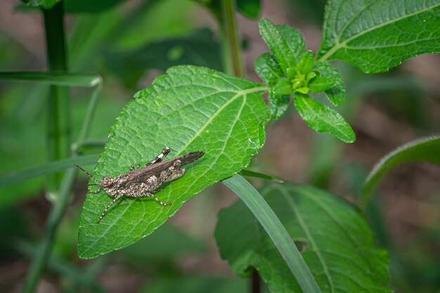 Die blauflügelte Heuschrecken-Oedipoda caerulescens auf grünem Blatt