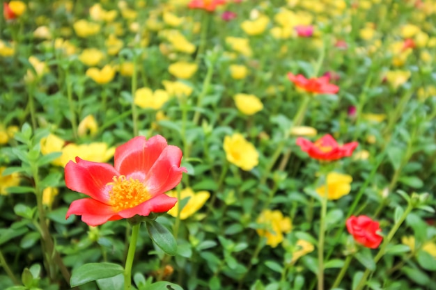 Die blühende Blume der Kamelie repräsentiert perfekt die Frühlings- und Sommersaison.