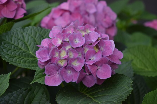 Die blühende Blume der rosa Hortensien.