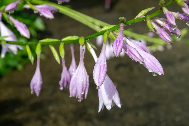 Die blühende Hosta Hosta-Pflanze Selektiver Fokus