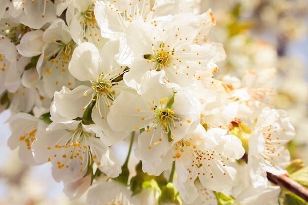 Die Blüte auf dem Kirschbaum. Getöntes Bild.