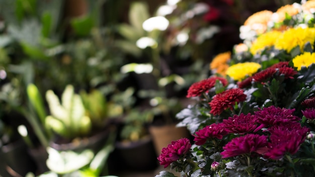 die blüte blume in meinem garten