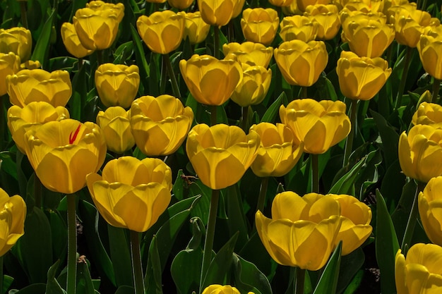Die Blüte der Tulpen in städtischen Gärten und Parks ist die Ankunft des Frühlings und der Hitze. Es ist das Erwachen der Natur. Gelbe Tulpen mit Blütenblättern im Sonnenlicht.