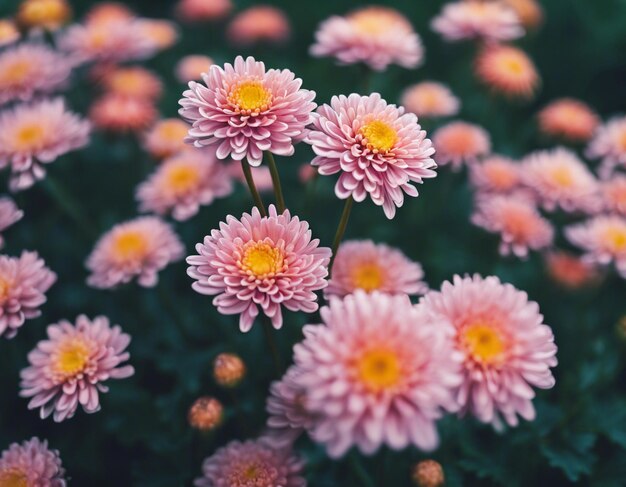 Die Blüten eines Chrysanthemums