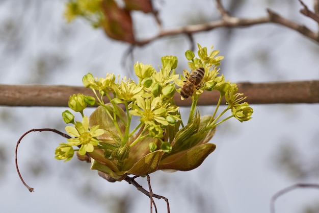Die Blütenknospen des Stechpalmen-Ahorns sind blühende lat. Acer platanoides