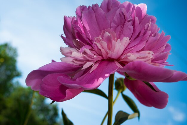 Die Blume des Peon, der in einem Sommergarten wächst.