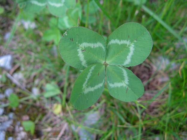 Foto die blume des vierblättrigen klees bringt gutes