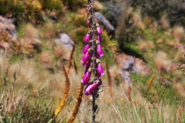 Die Blume im Tasman-Gletscher, Neuseeland,