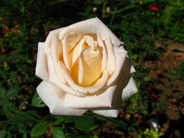 Die Blume in der Oase in der Sahara-Wüste Marokko