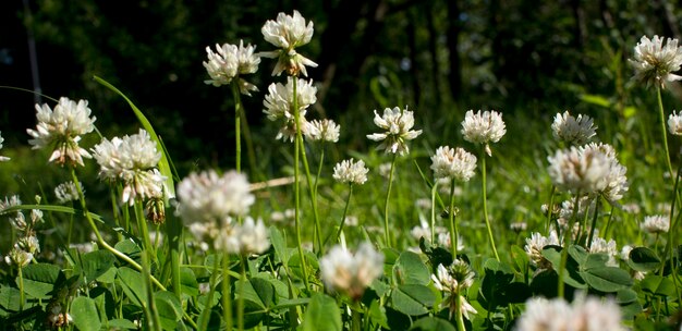 Die Blumen des Klees blühen in einem Garten