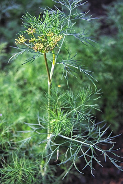 Die Blumen Kräuter Dill