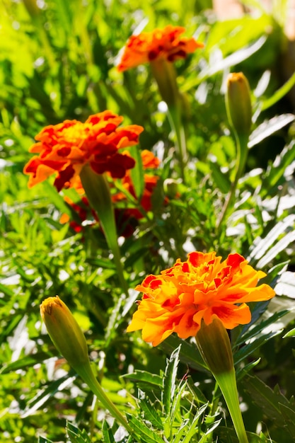 Die Blumen von Calendula (Calendula officinalis) an einem sonnigen Sommertag