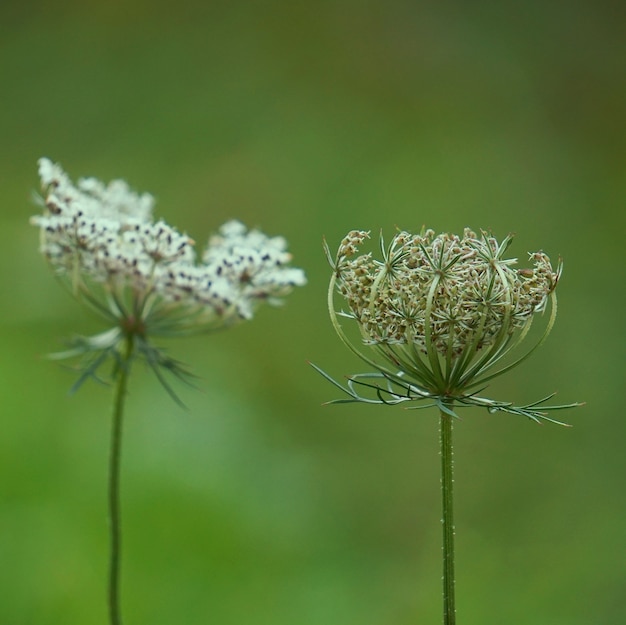 die Blumenpflanze im Garten in der Natur