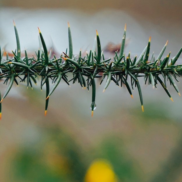 die Blumenpflanze im Garten in der Natur