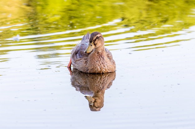 Die braune Ente schwimmt bei sonnigem Wetter am Wasser des Flusses entlang